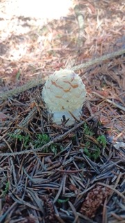 foto di Funghi